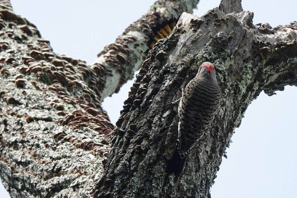 Northern Flicker - ML463368291