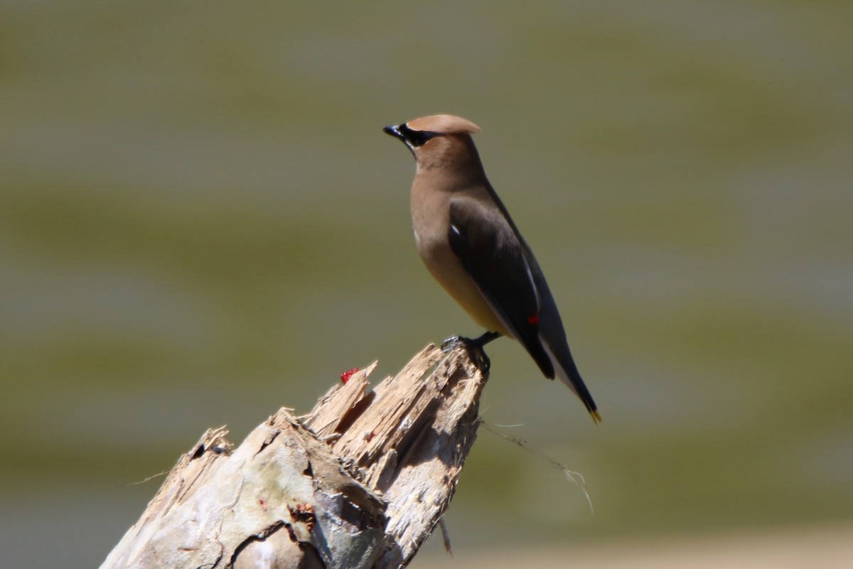 Cedar Waxwing - ML463368591