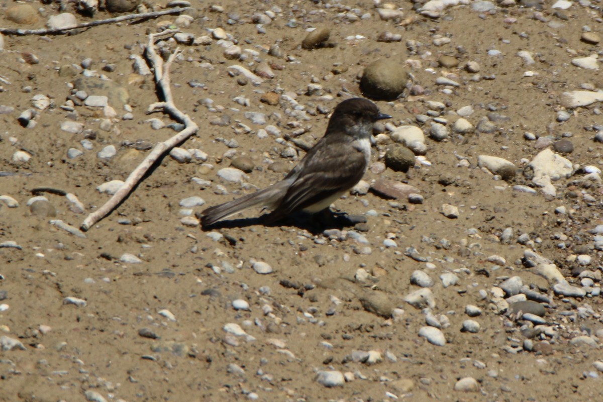 Eastern Phoebe - ML463368611