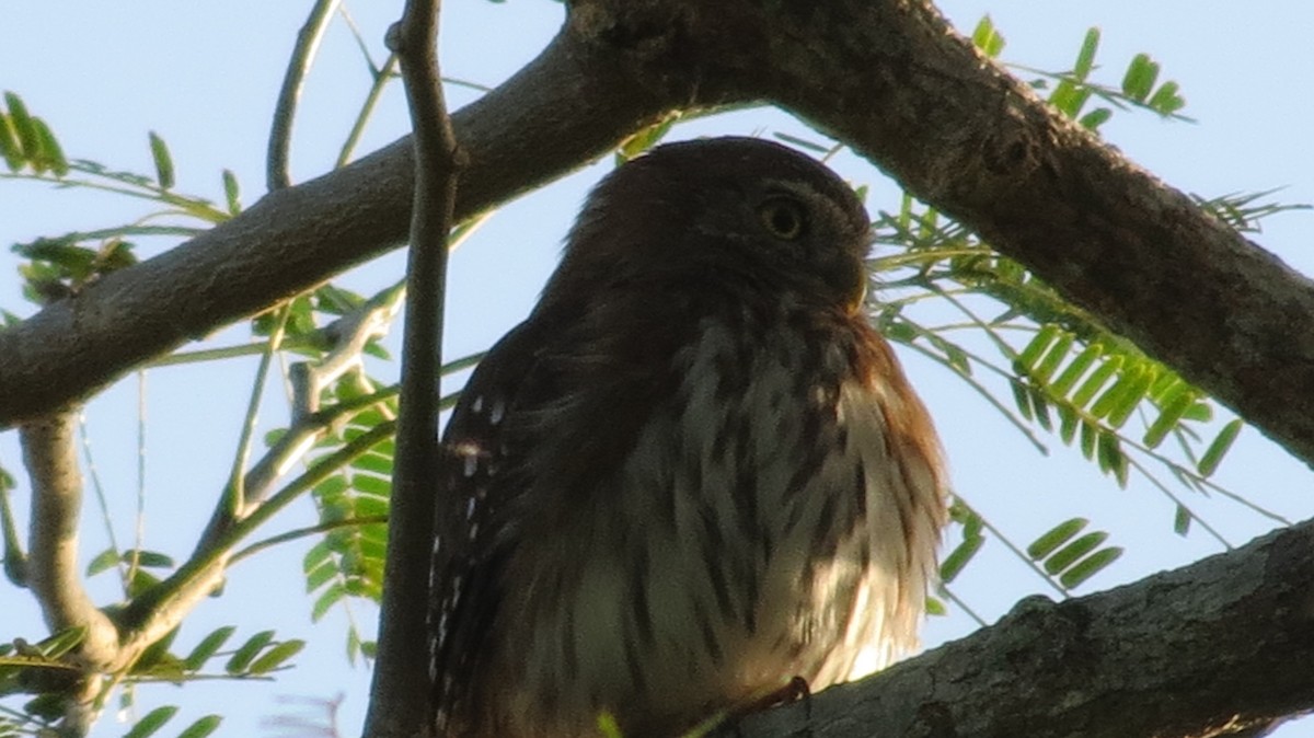 Ferruginous Pygmy-Owl - ML46336901