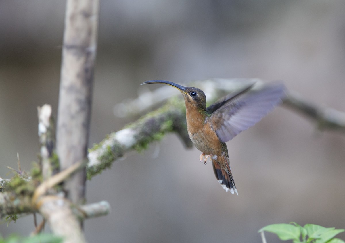 Rufous-breasted Hermit - ML463369111