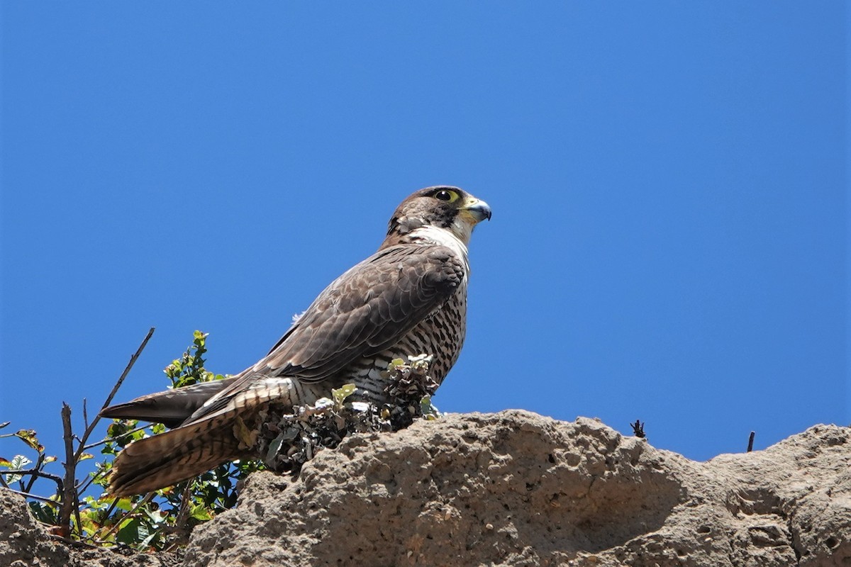 Faucon pèlerin - ML463369521