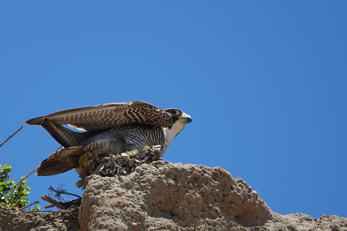 Halcón Peregrino - ML463369601