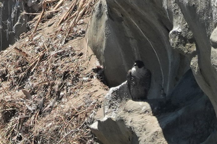 Halcón Peregrino - ML463370421