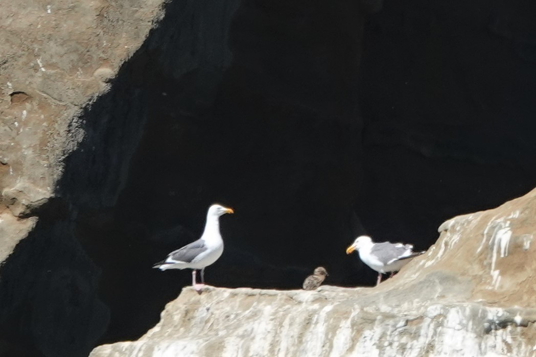 Western Gull - ML463371171