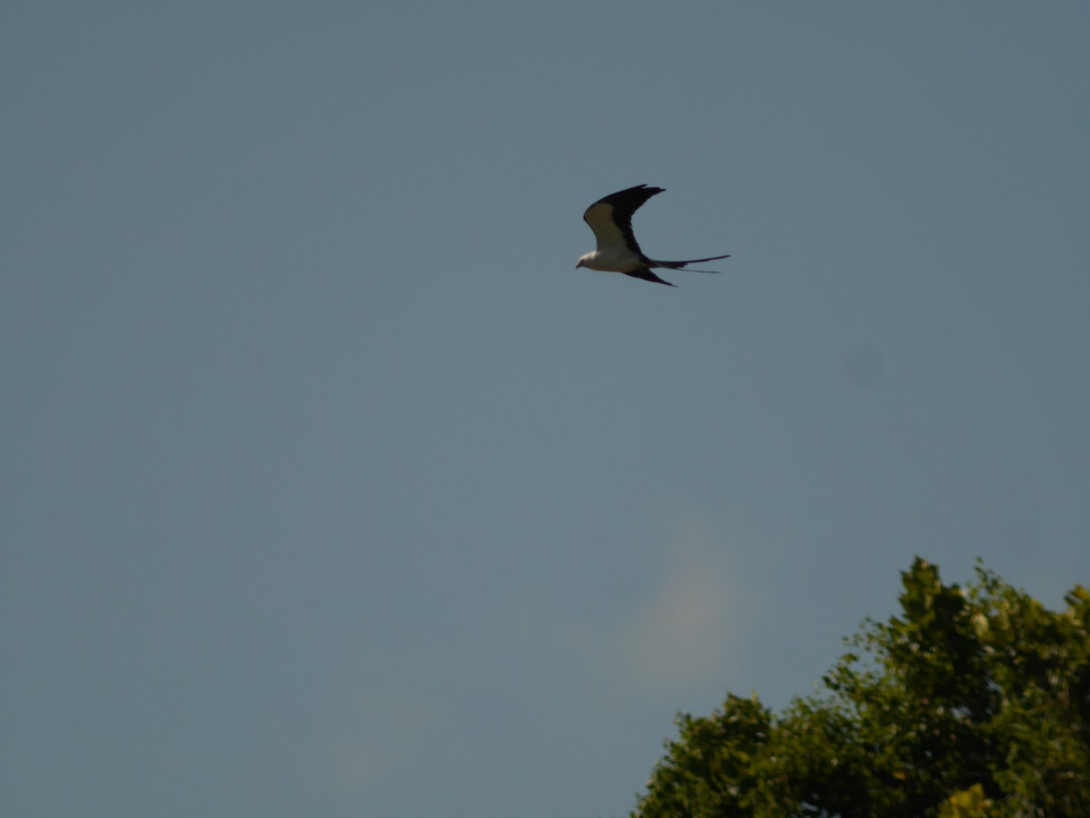 Swallow-tailed Kite - Tom George