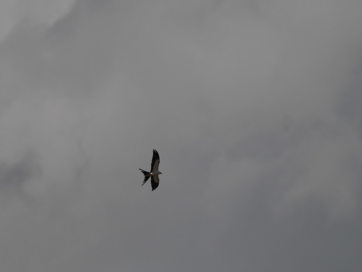 Swallow-tailed Kite - Tom George