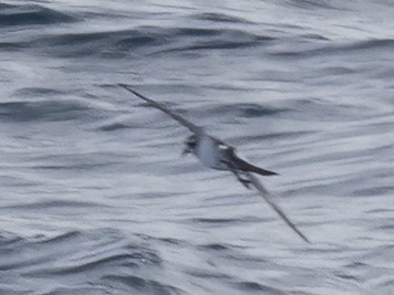 White-faced Storm-Petrel - ML463374861