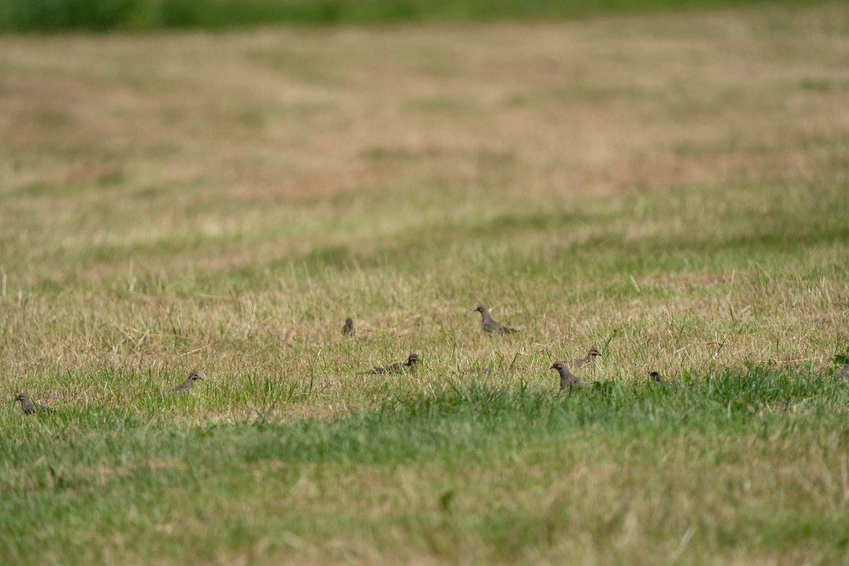 Mourning Dove - ML463375281