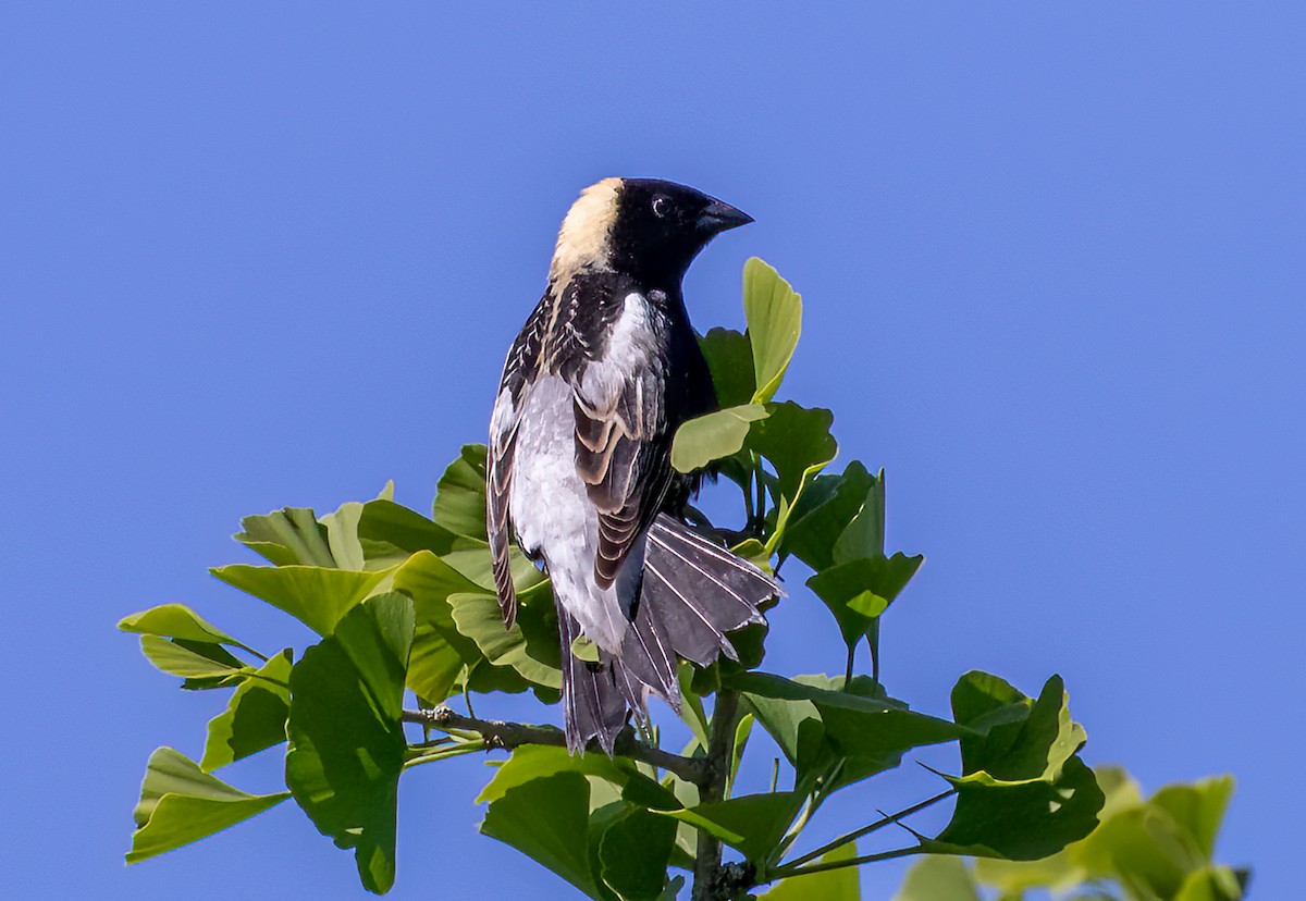 Bobolink - ML463376331