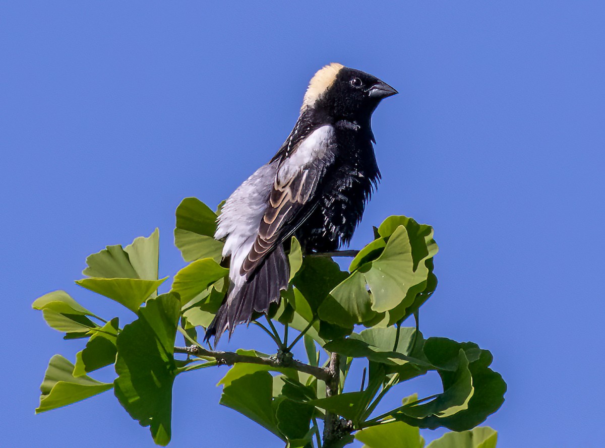 Bobolink - ML463376351