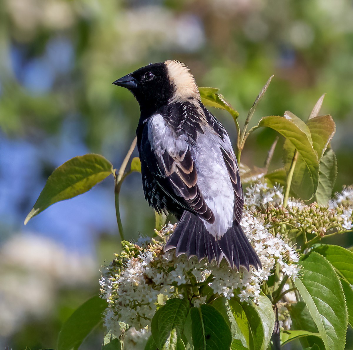 Bobolink - ML463376361