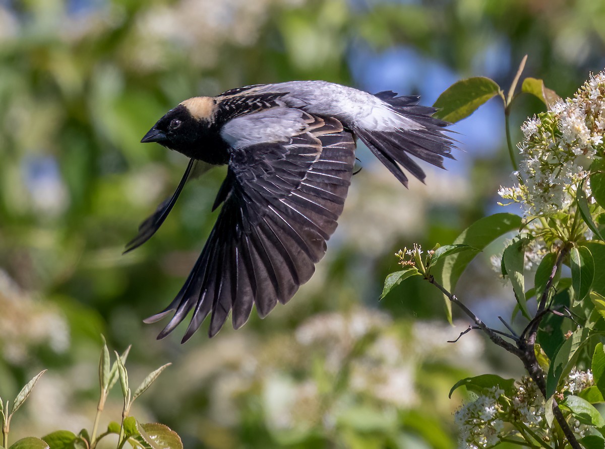 Bobolink - ML463376371