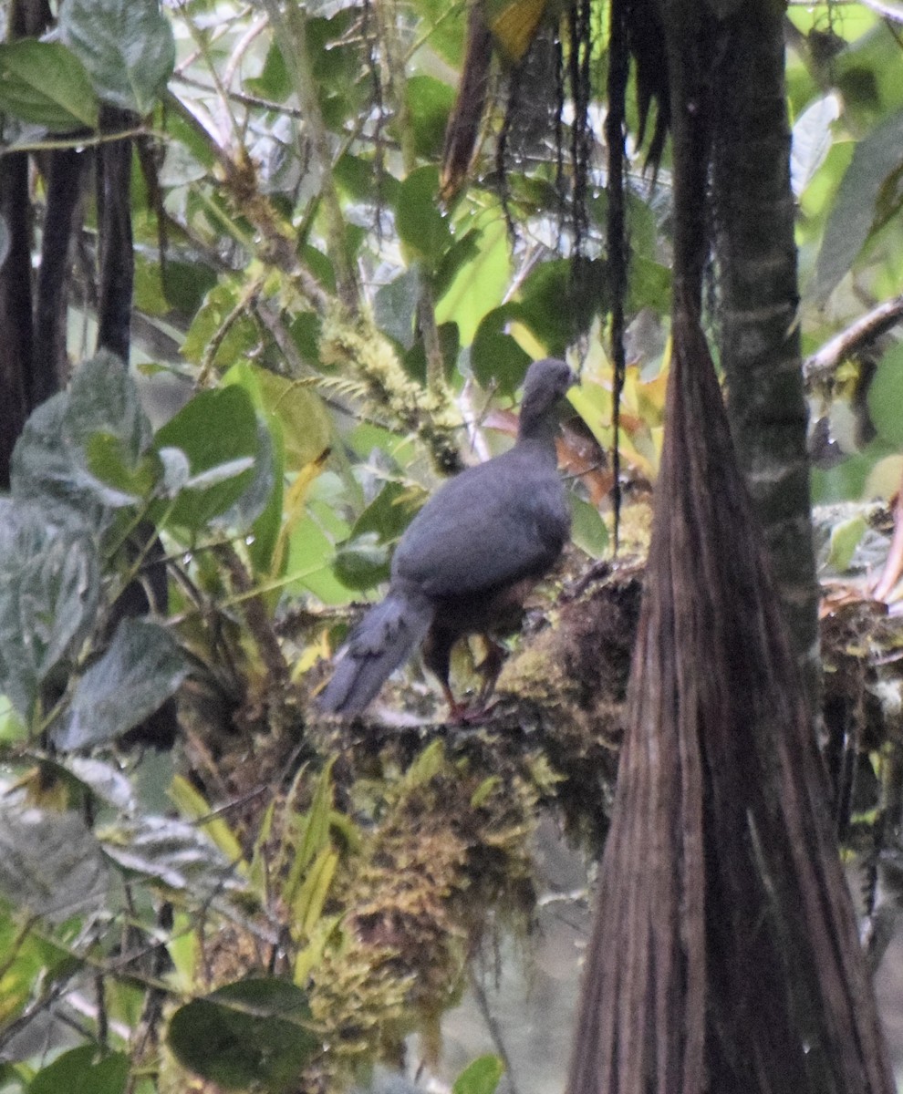 Sickle-winged Guan - ML463377421