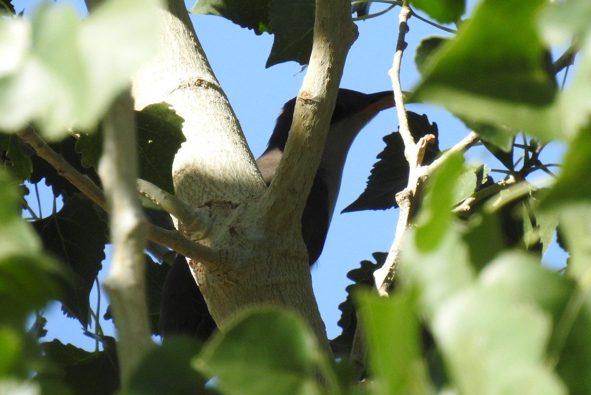 Yellow-billed Cuckoo - ML463377561