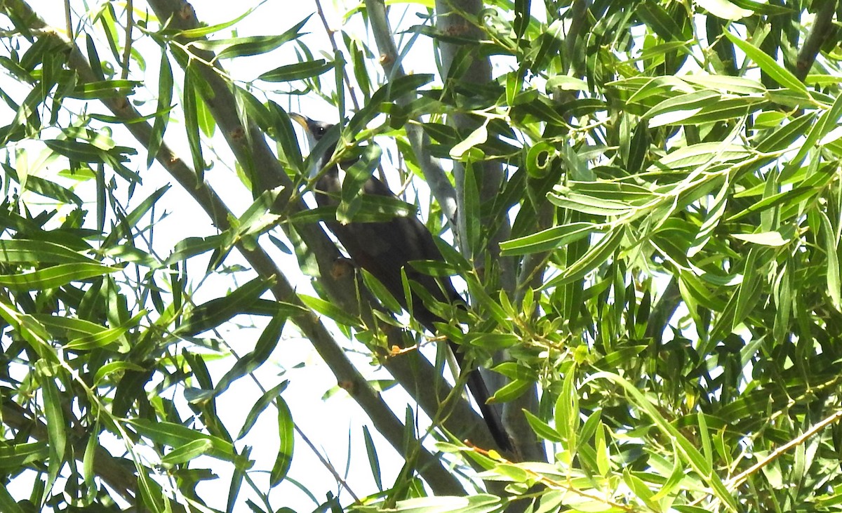 Yellow-billed Cuckoo - ML463377591