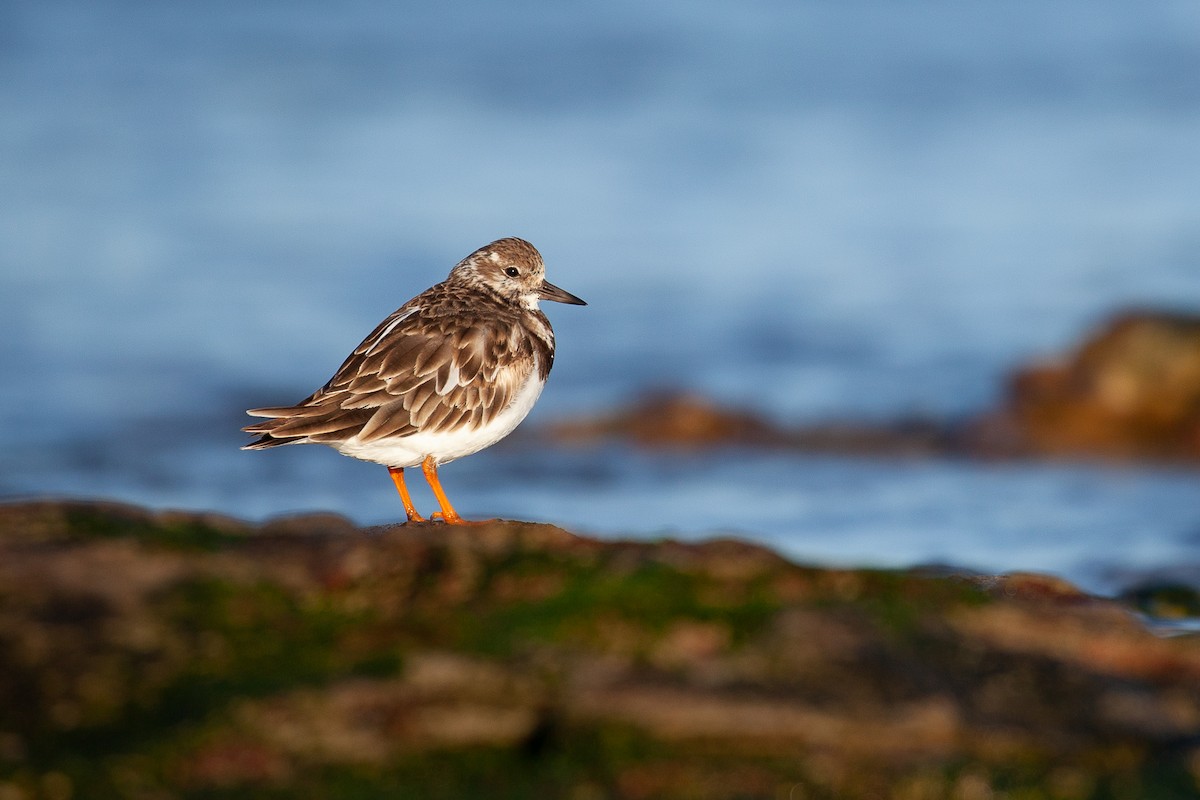 Ruddy Turnstone - Rory Buck