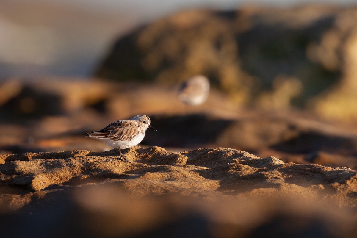 Red-necked Stint - Rory Buck