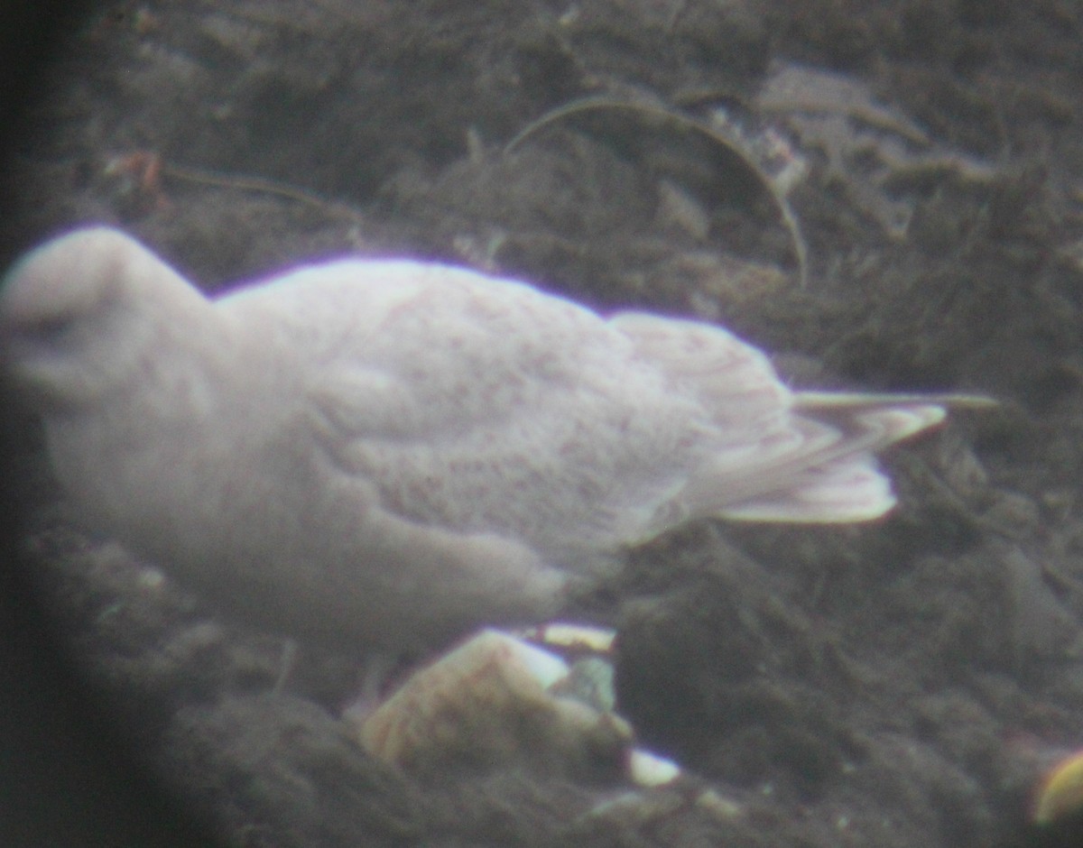 Iceland Gull (thayeri/kumlieni) - ML46337791