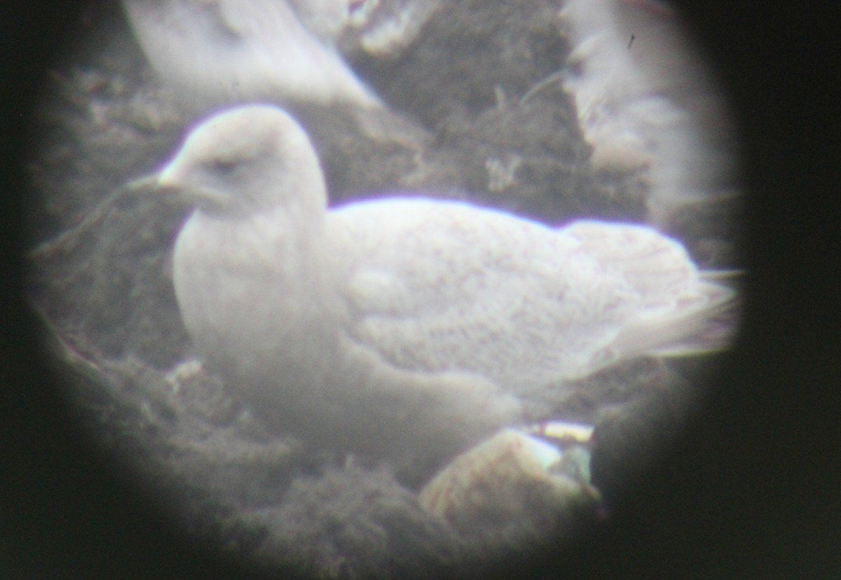 Iceland Gull (thayeri/kumlieni) - ML46337811