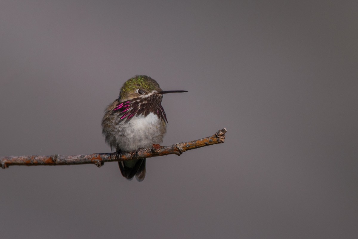 Calliope Hummingbird - Rain Saulnier