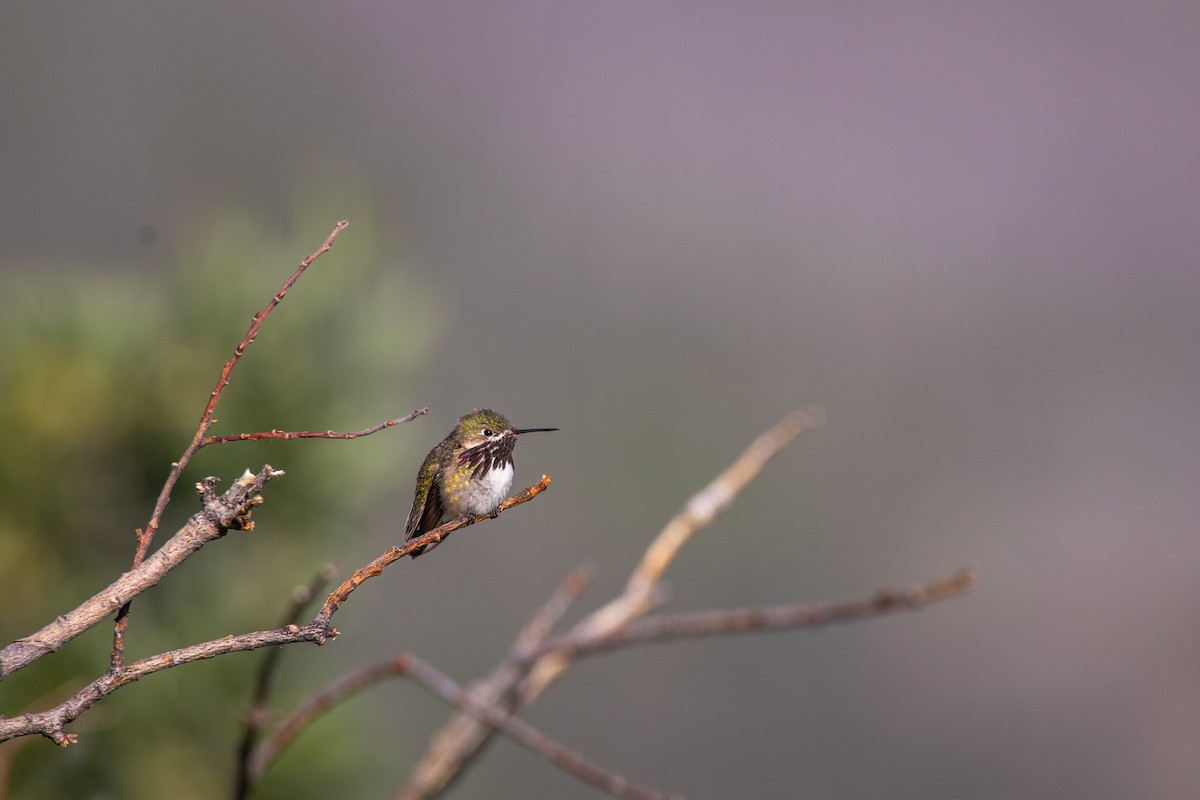 Calliope Hummingbird - Rain Saulnier