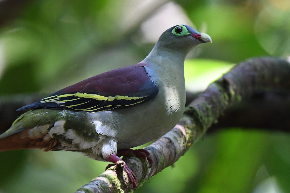 Thick-billed Green-Pigeon - ML463381001