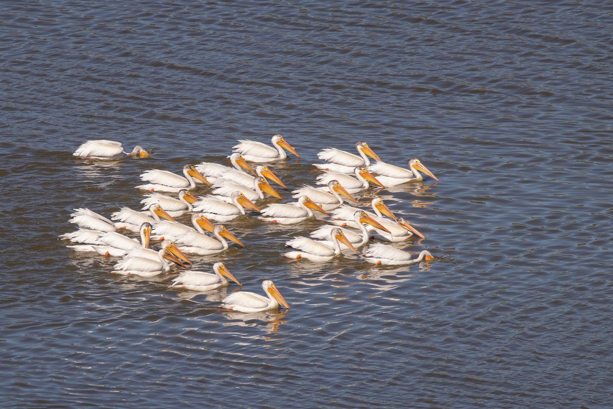 American White Pelican - ML463382391