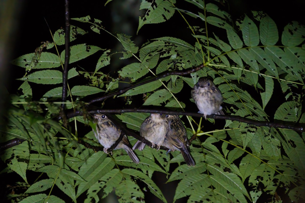 Brown-breasted Flycatcher - Sun Jiao 🦝