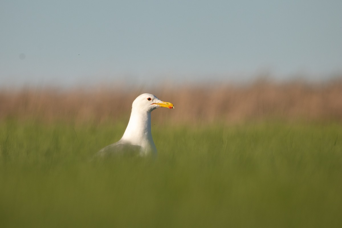 California Gull - Rain Saulnier