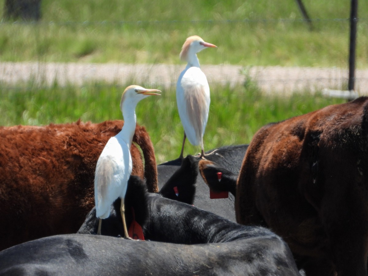 Western Cattle Egret - Fawn Simonds