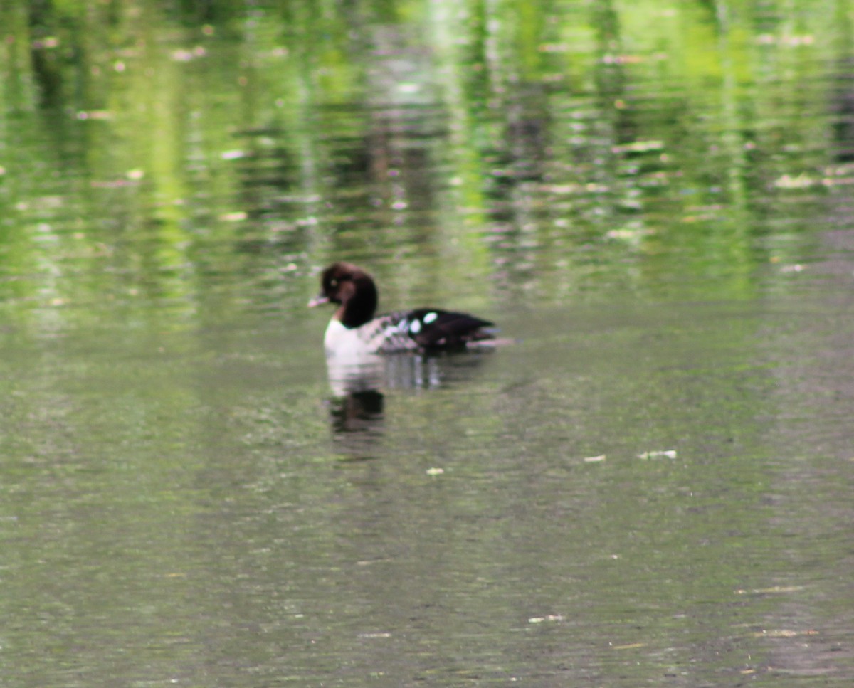 Barrow's Goldeneye - Jeff Dreier