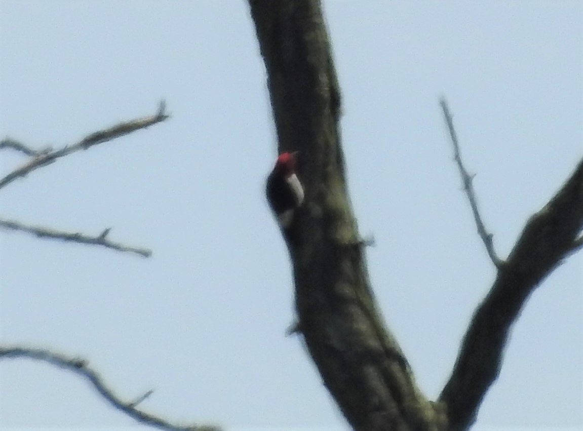 Pic à tête rouge - ML463385131