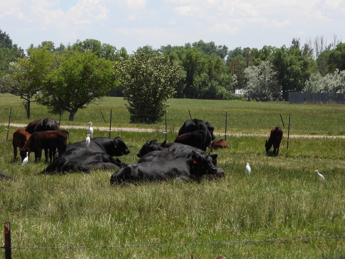 Western Cattle-Egret - ML463385171
