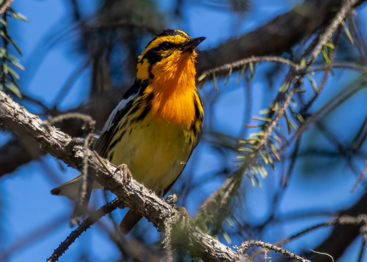 Blackburnian Warbler - ML463385651