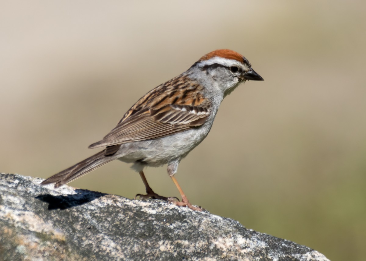 Chipping Sparrow - ML463386251