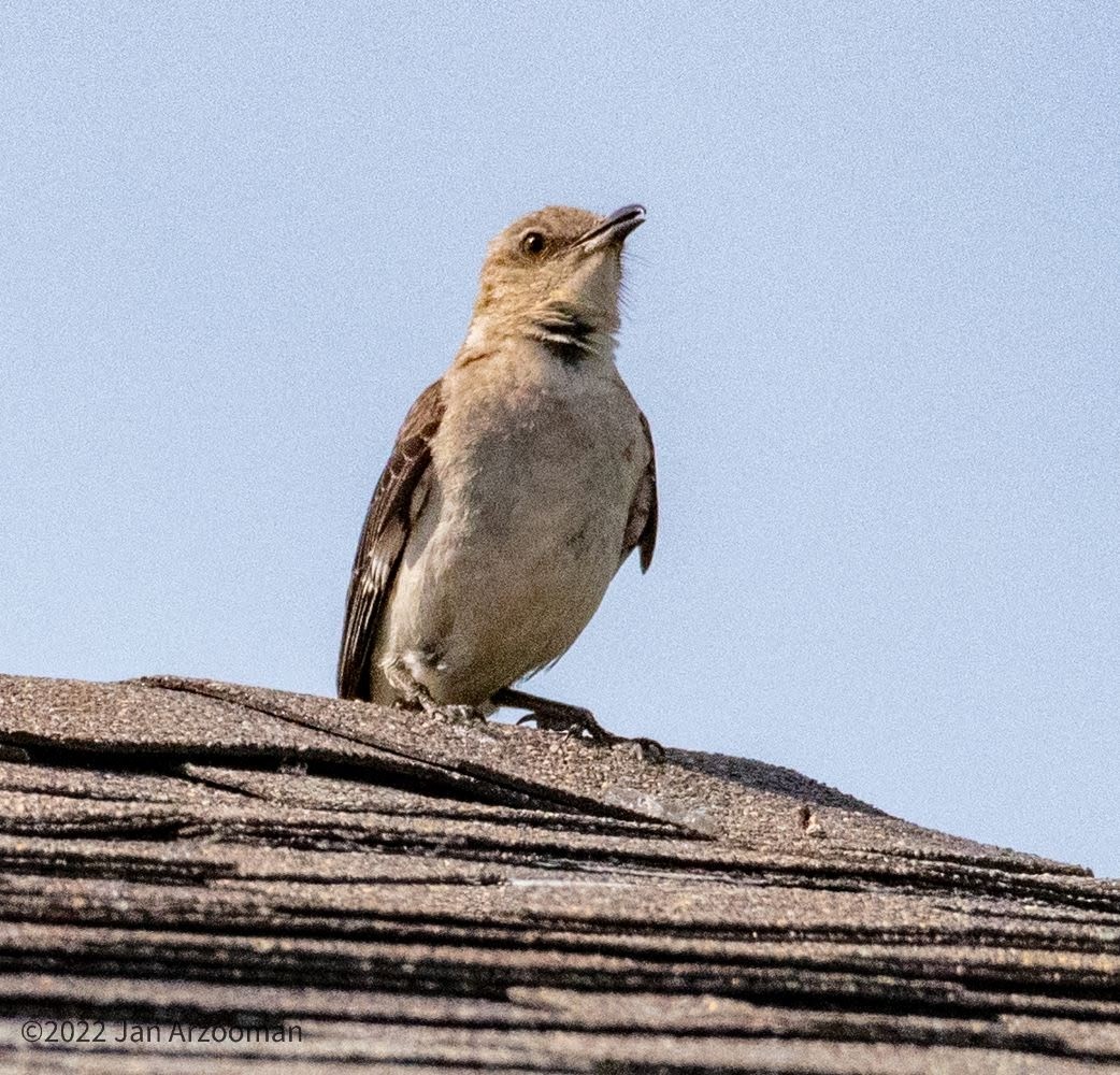 Northern Mockingbird - Jan Arzooman