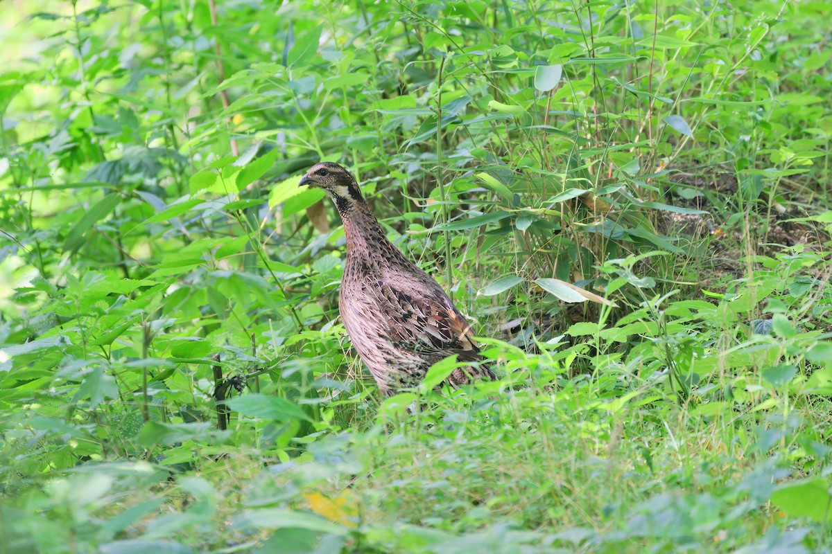 Koklass Pheasant - Sun Jiao 🦝