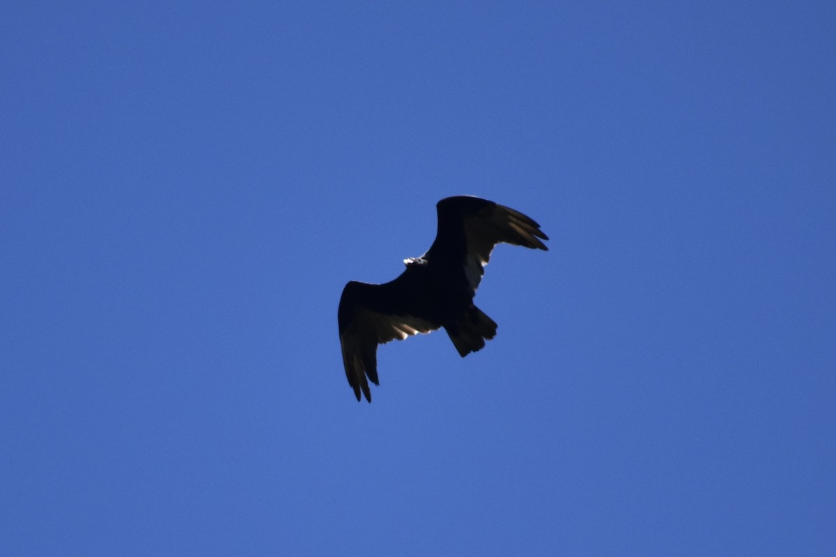 Turkey Vulture - ML463387471