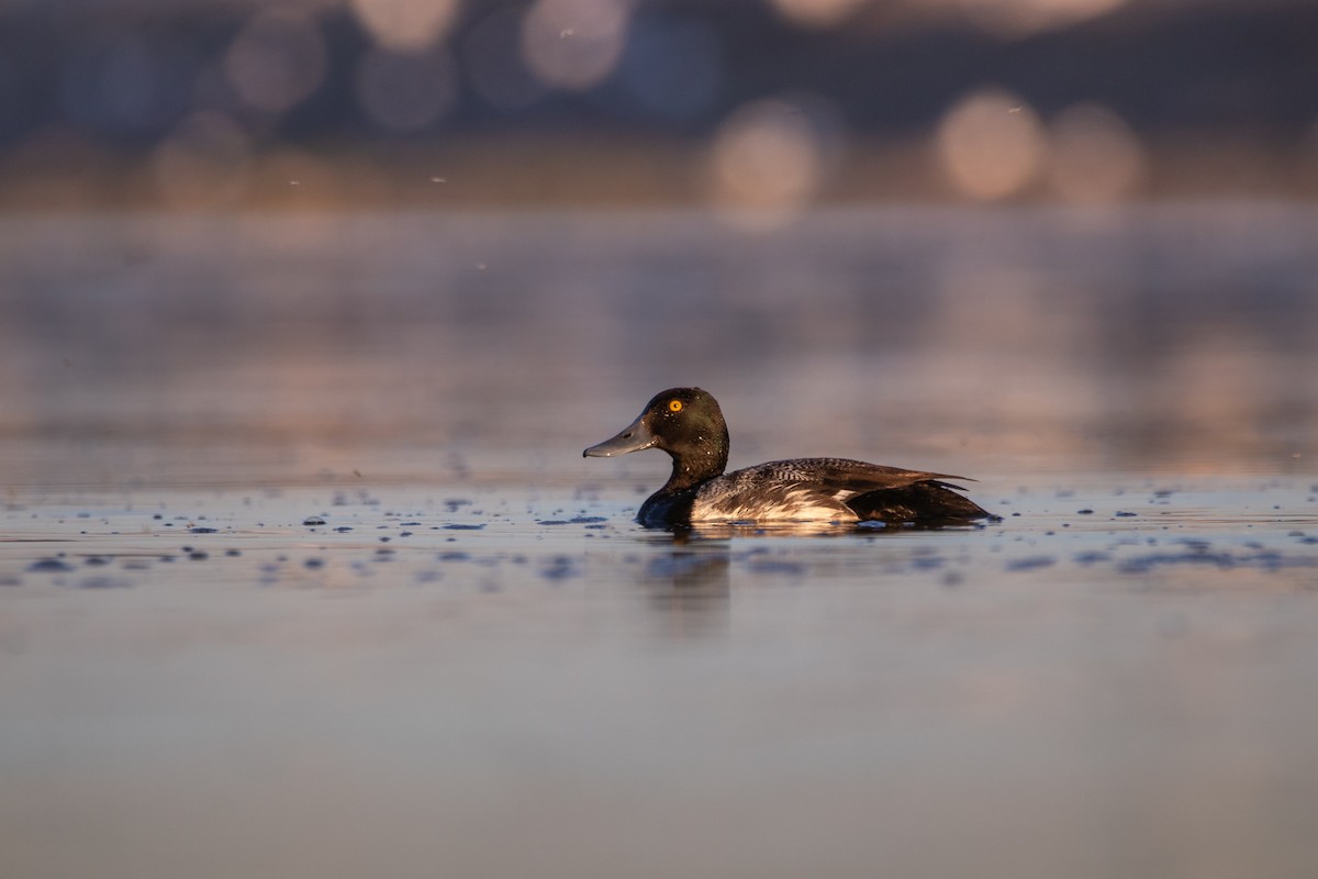 Lesser Scaup - ML463387861