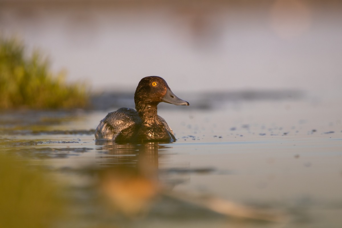 Lesser Scaup - ML463387871