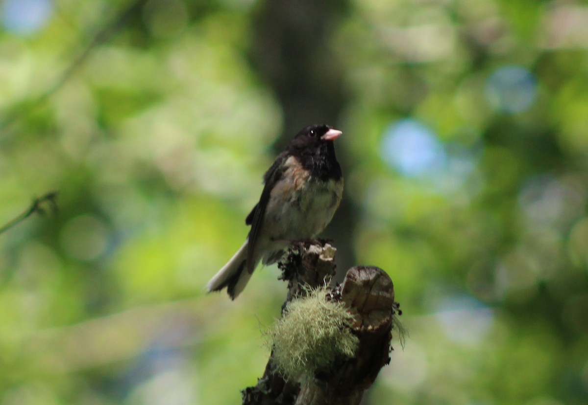 Dark-eyed Junco (Oregon) - ML463388171