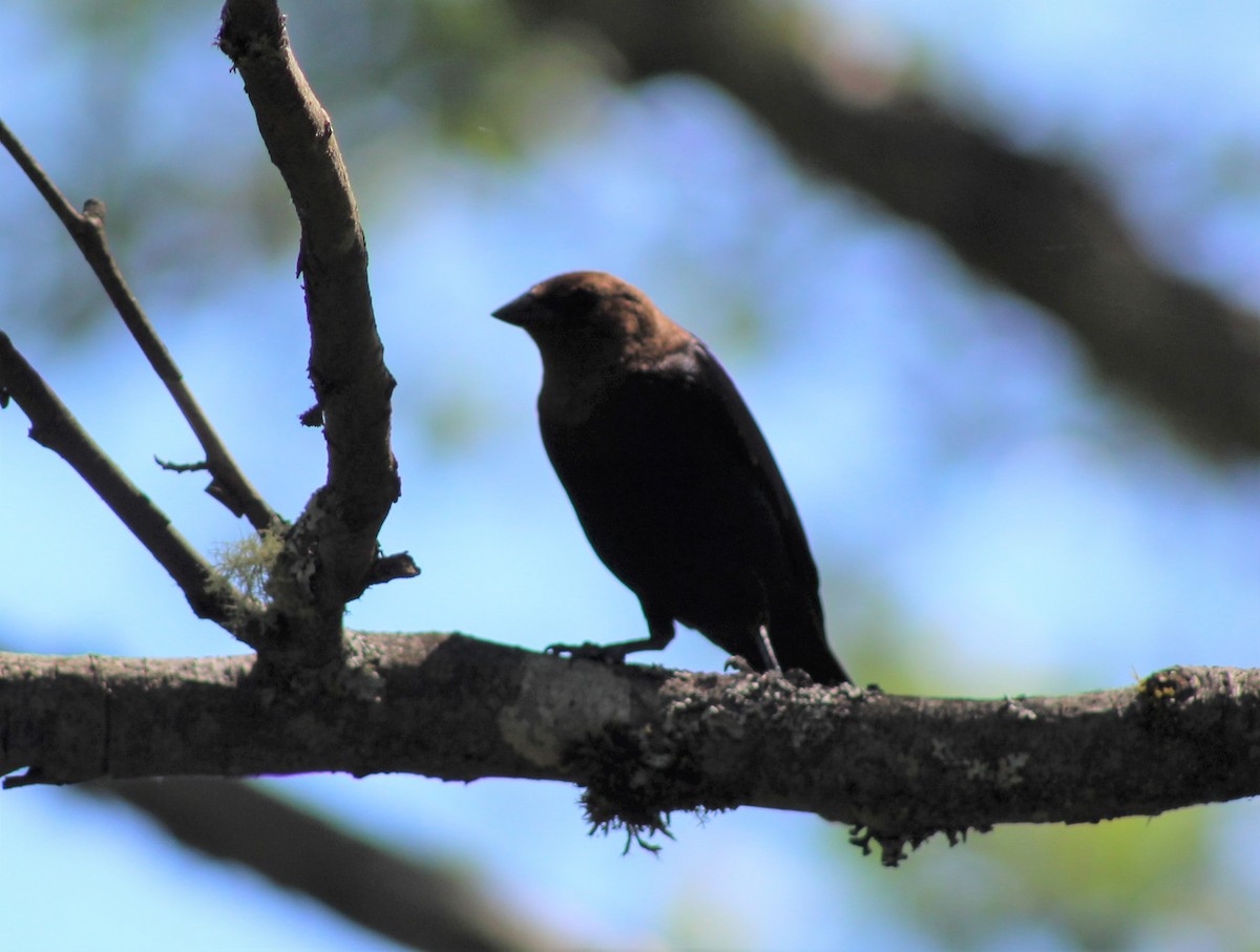 Brown-headed Cowbird - Jeff Dreier