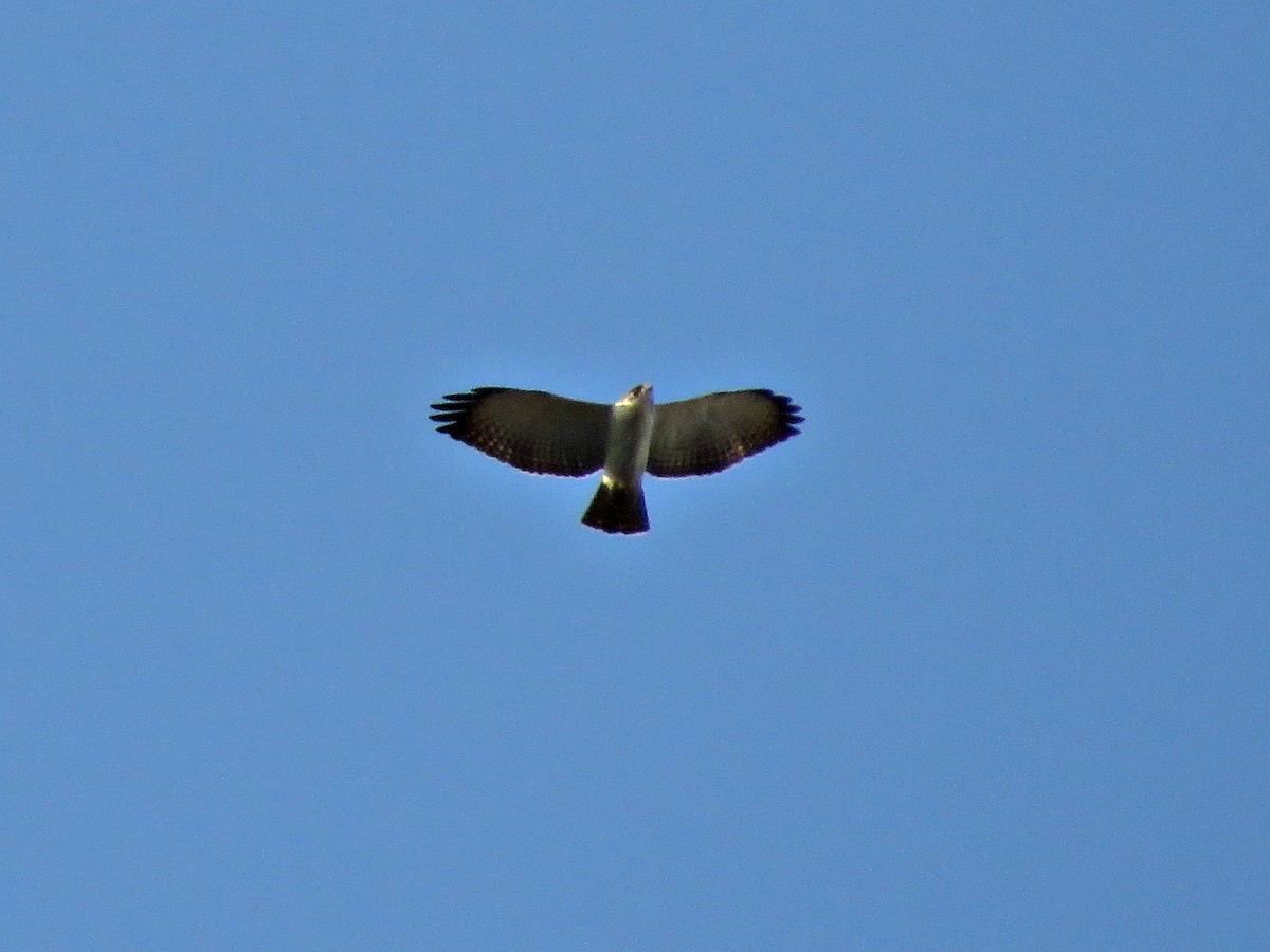 Short-tailed Hawk - Fábio Toledo das Dores