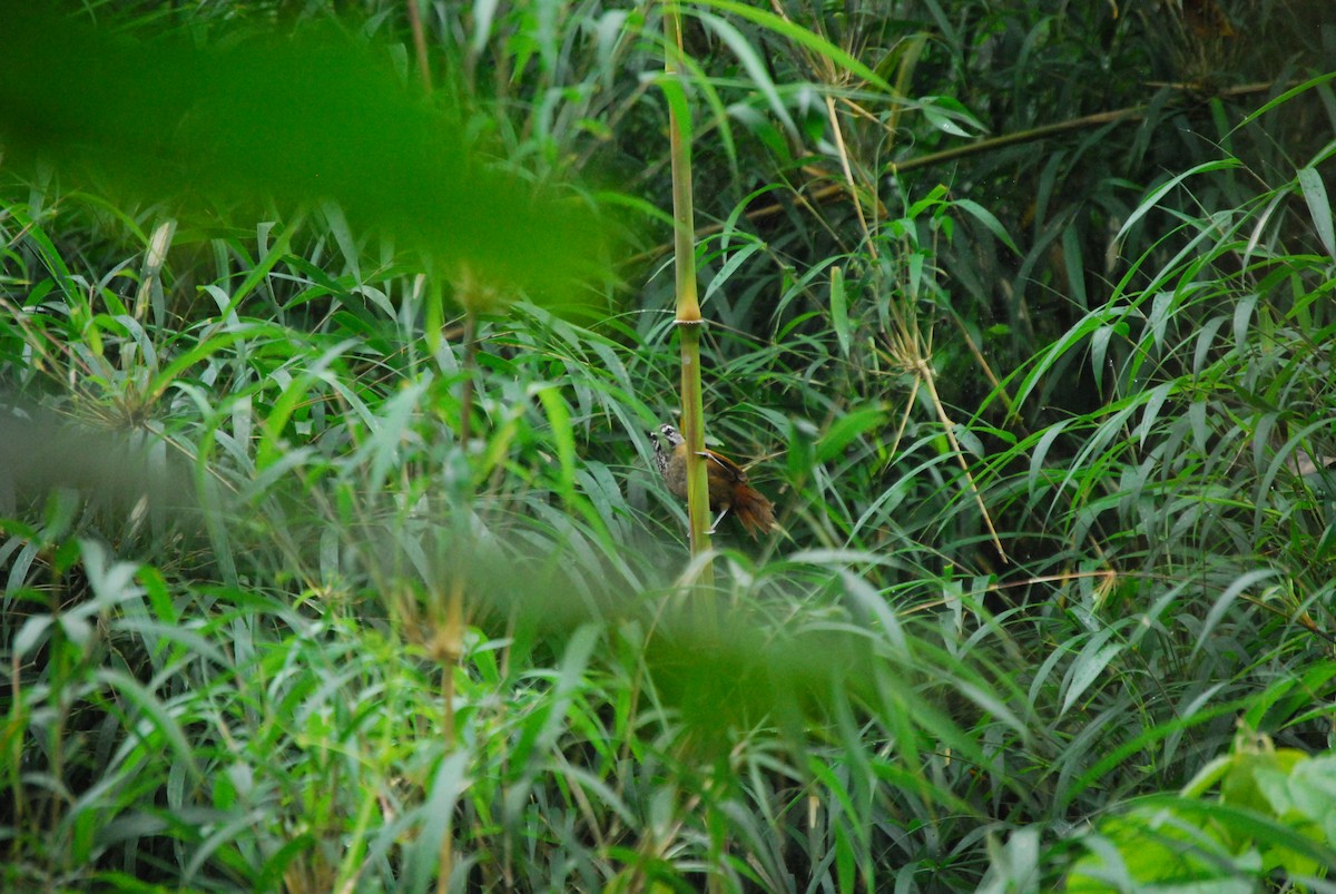 Plain-tailed Wren - ML463389171