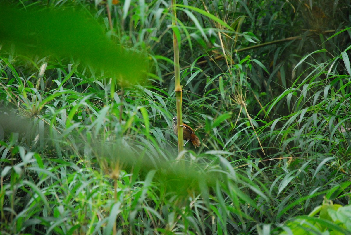 Plain-tailed Wren - ML463389211