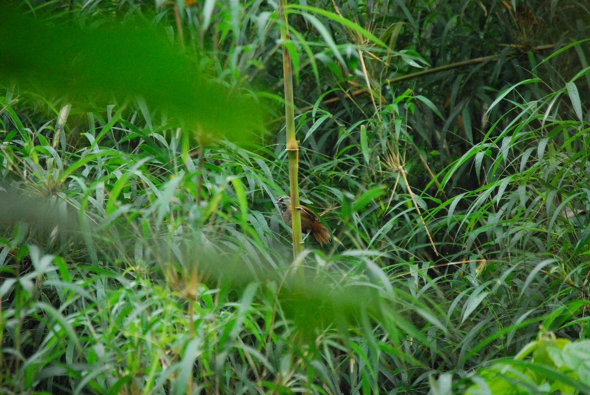 Plain-tailed Wren - ML463389221