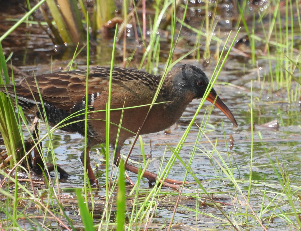 Virginia Rail - ML463389311