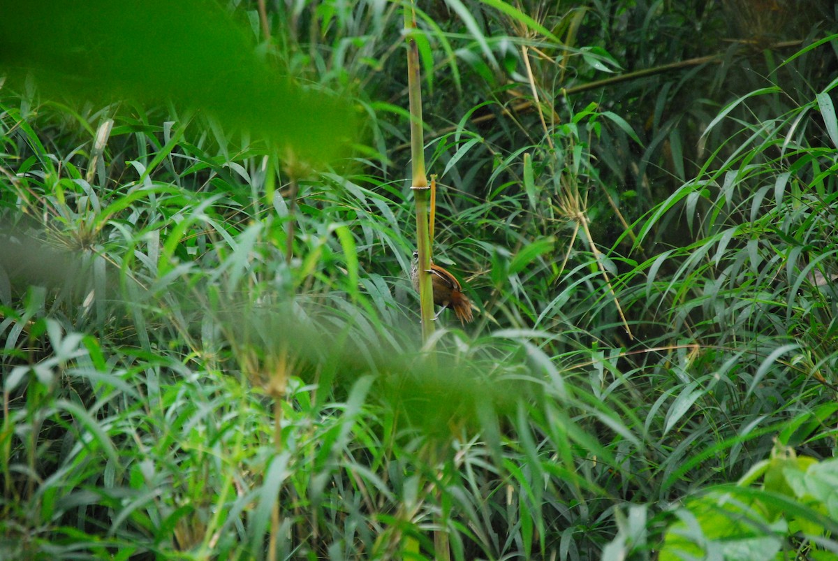 Plain-tailed Wren - Agustin Carrasco