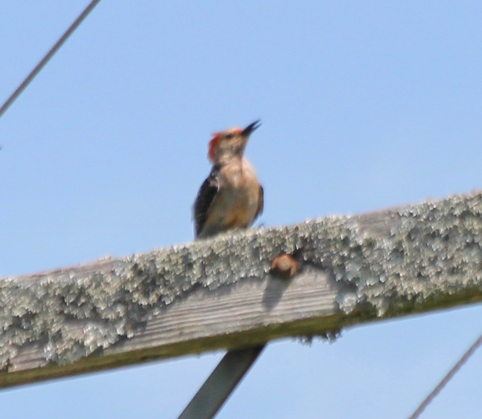 Red-bellied Woodpecker - ML463389881
